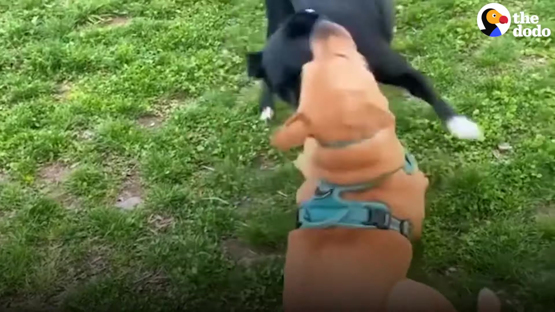 kept asking woman if her pittie was a killer | the dodo 2024-02