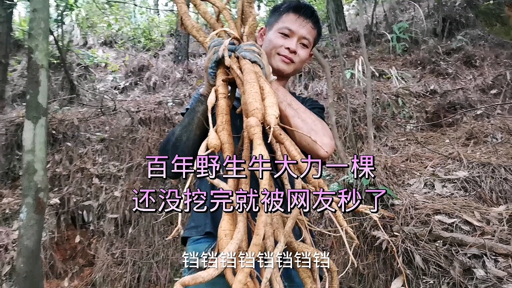 百年野生牛大力一棵,还没挖出来就被网友秒了,几千块到手哔哩哔哩bilibili