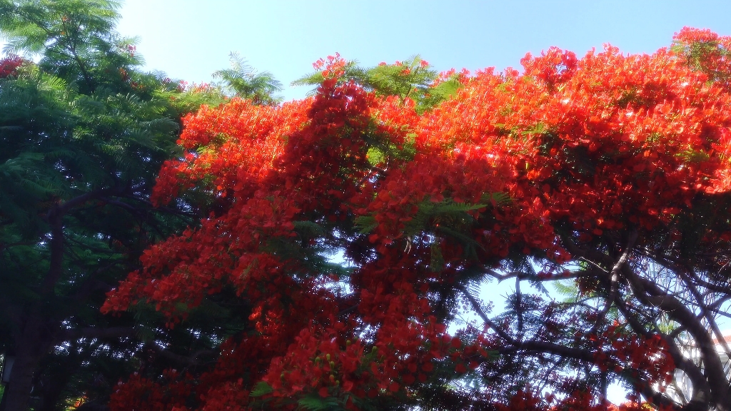 厦大凤凰花开了!
