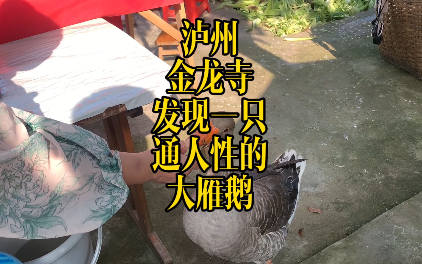 泸州金龙寺下发现一只大雁鹅,通人性,还要主人爱的抱抱