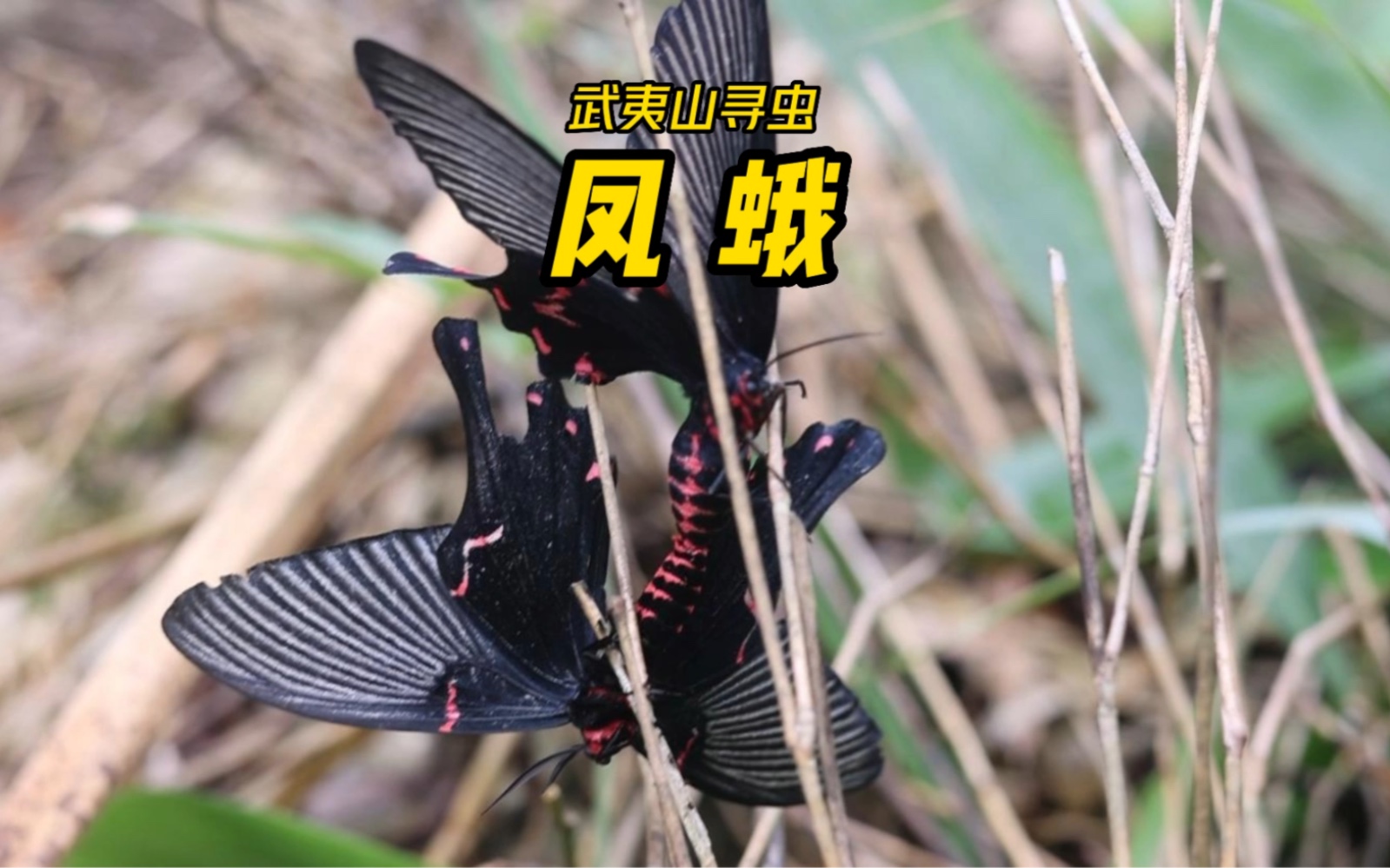 武夷山寻虫22:凤蛾?凤蝶?傻傻分不清楚!