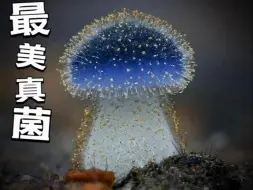 下载视频: 蘑菇好看又美味，吃下可能见小人！