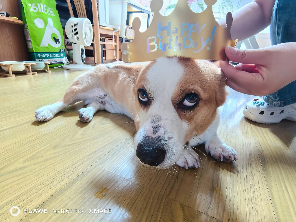 乖乖蛋宝三周岁了#柯基腊肠串