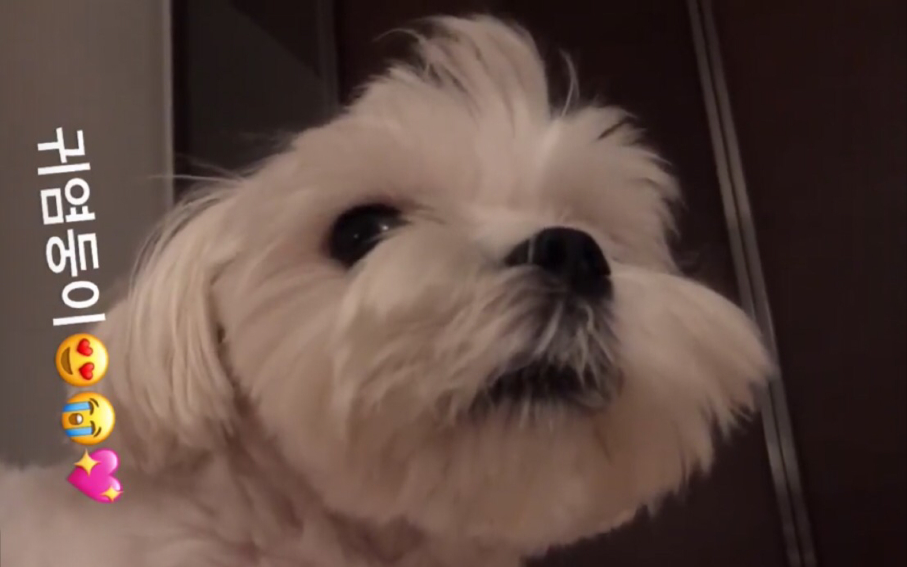 【jisoo金智秀/blackpink】身在福中不知福的狗子 森气