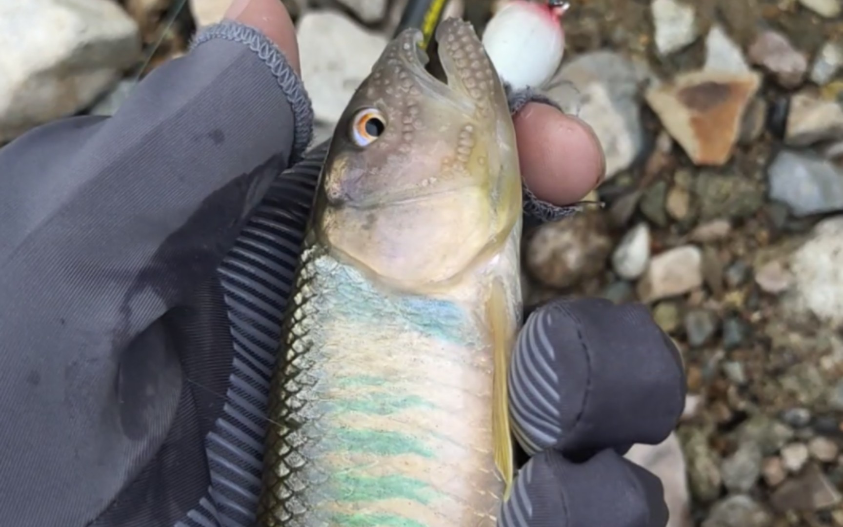 小溪流路亚马口小军鱼真舒服.