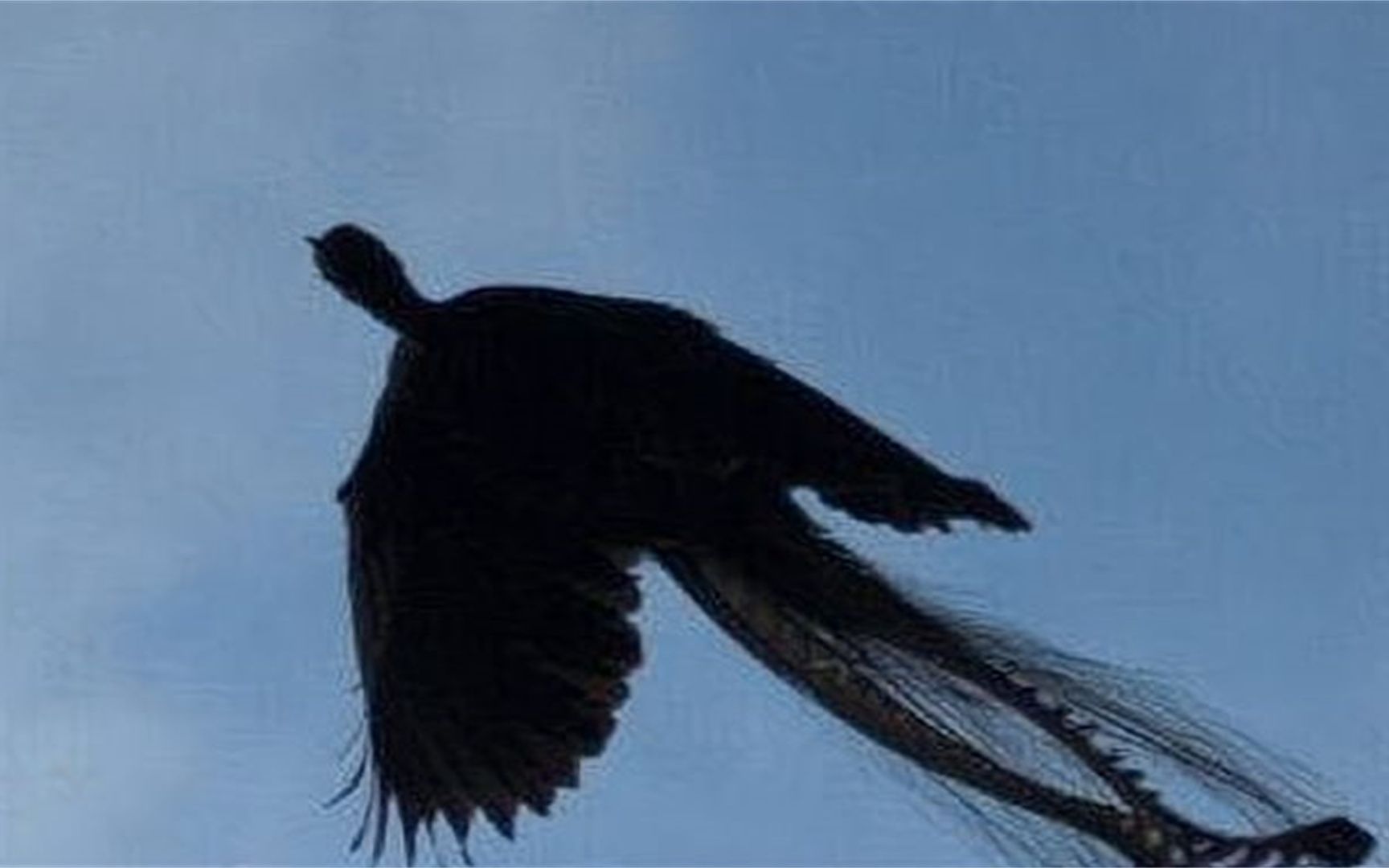 黑龙江农民拍到"凤凰",专家鉴定后说道:不否认凤凰的存在_哔哩哔哩