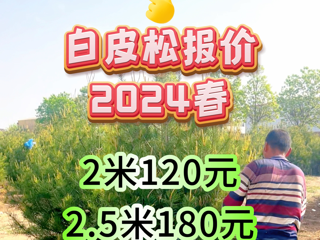 2024年春季最新白皮松报价,三针松、白果松、白骨松产地哔哩哔哩bilibili