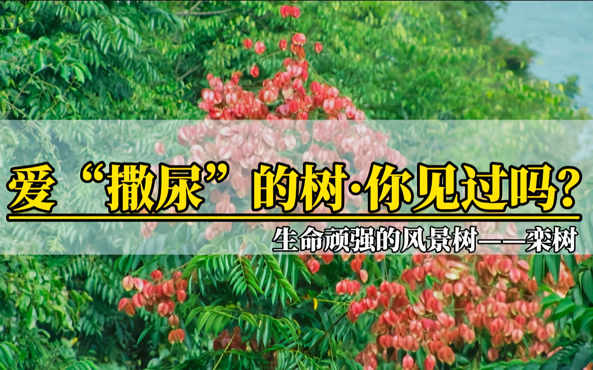 爱撒尿的植物居然是她?——栾树,秋日里一树小灯笼样的果实,着实喜人爱!哔哩哔哩bilibili