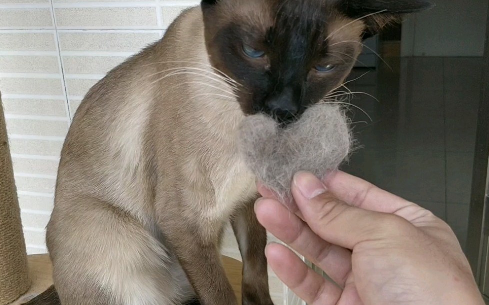 暹罗猫连掉毛都是爱爸爸的形状
