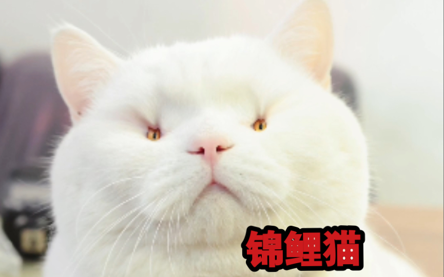 [图]我怀疑我家猫是只锦鲤猫