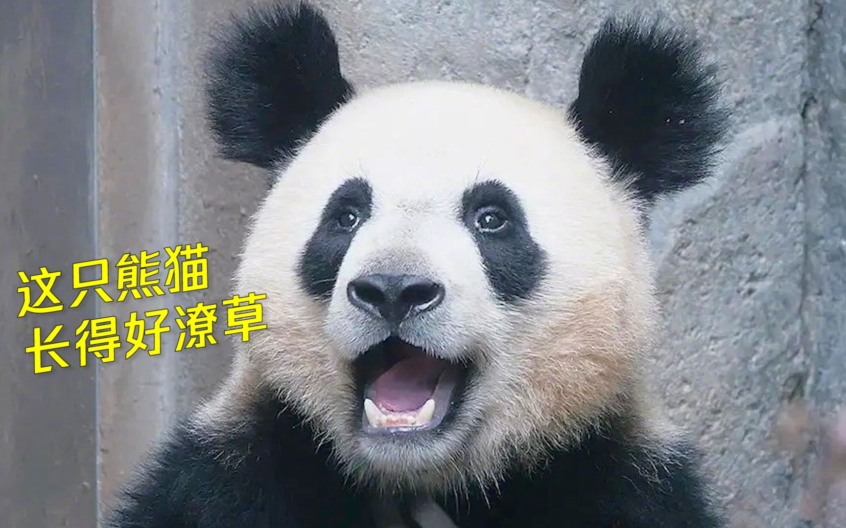 这只大熊猫长得太"潦草"?其实狂野的"金宝"很可爱