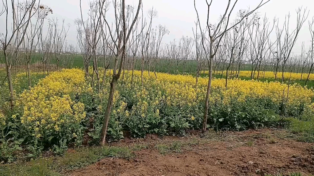 [图]油菜花开的时节