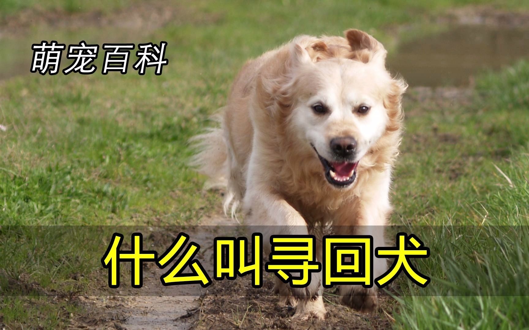 金毛为什么叫寻回犬?哔哩哔哩bilibili