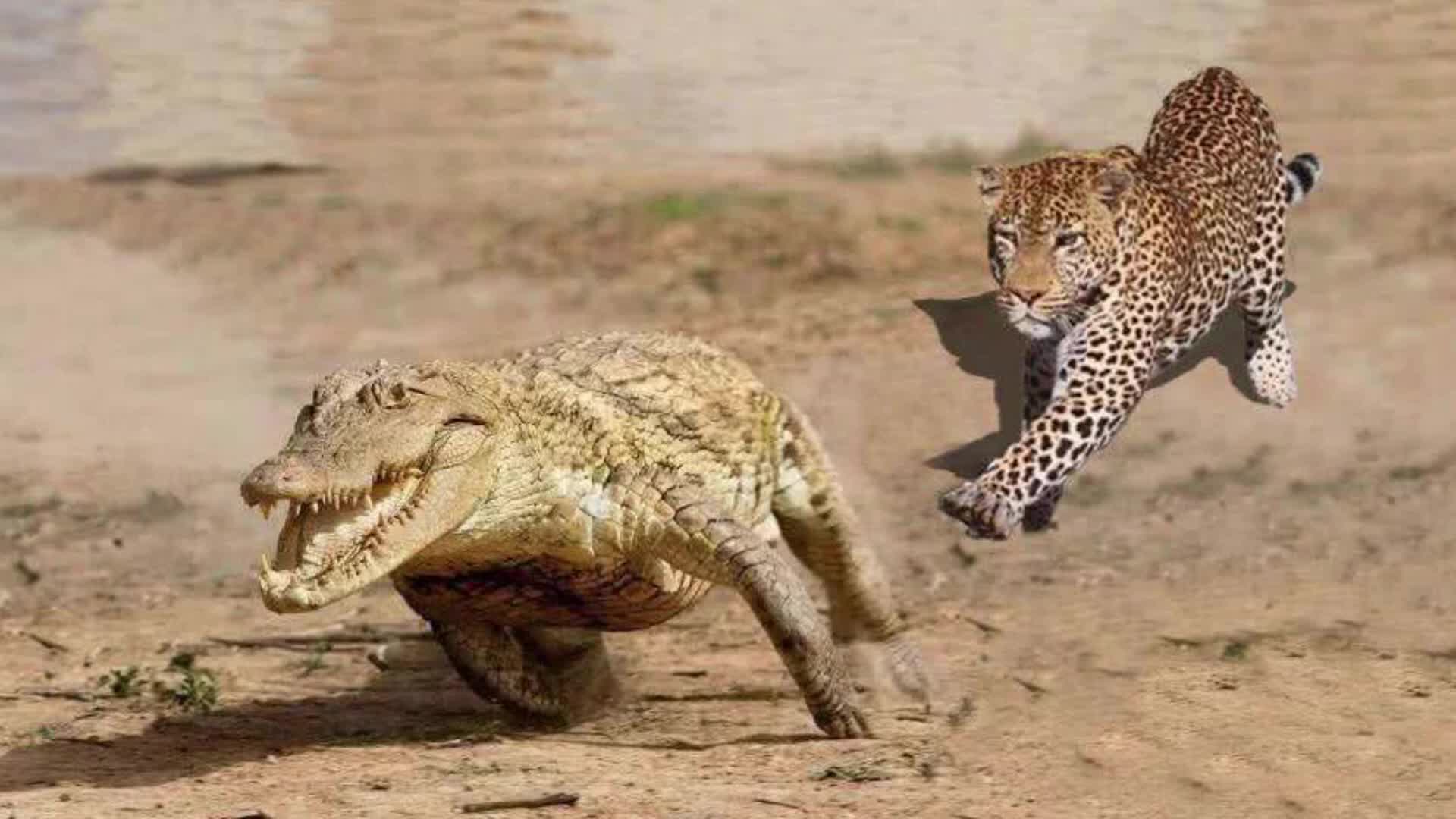 猎豹捕捉鳄鱼的惊险场面