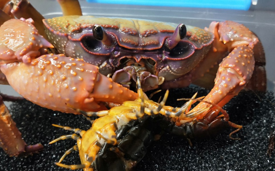 越南印支溪蟹捕食间脚蜈蚣