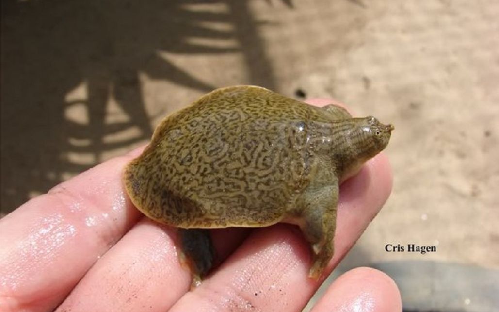 【水族馆】【东南亚】这就是驮着唐僧过河的"王八"?——小头鳖