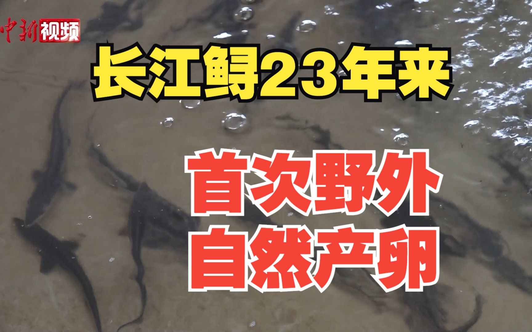 长江鲟23年来首次野外自然产卵!“野外灭绝”结论或将改变!哔哩哔哩bilibili