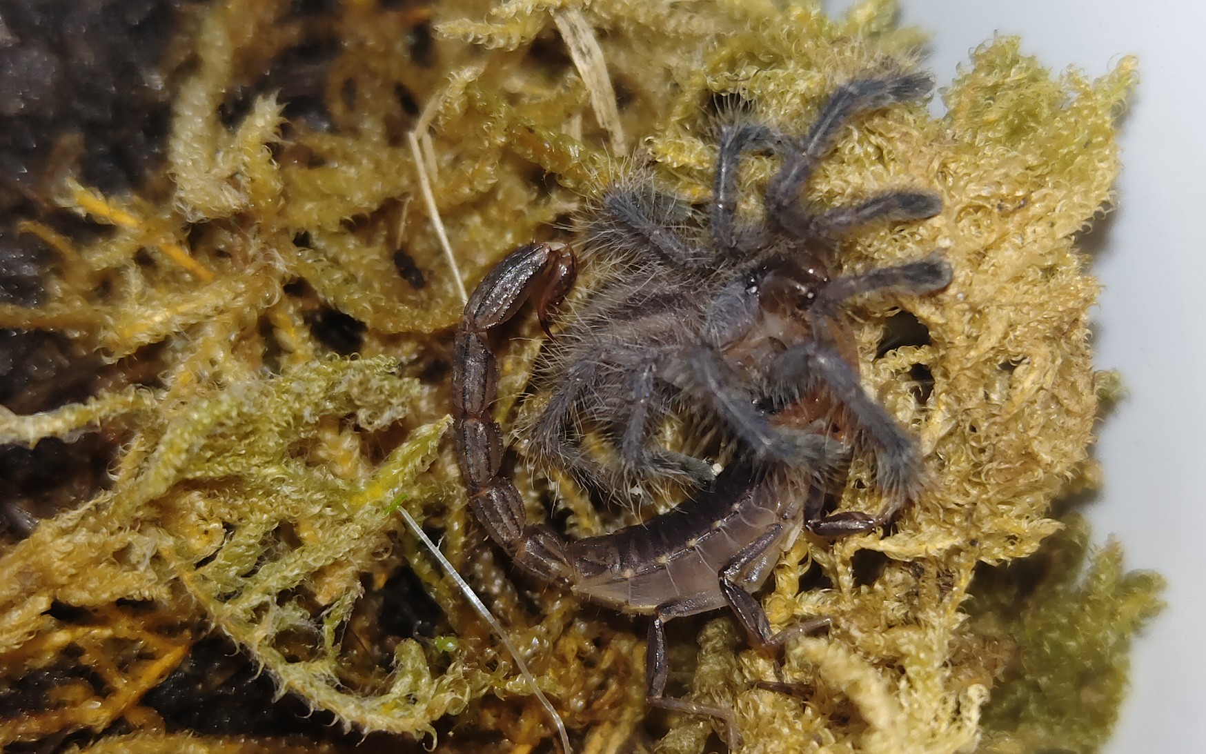 金幽灵蝎大规模迁徙现场…_哔哩哔哩_bilibili