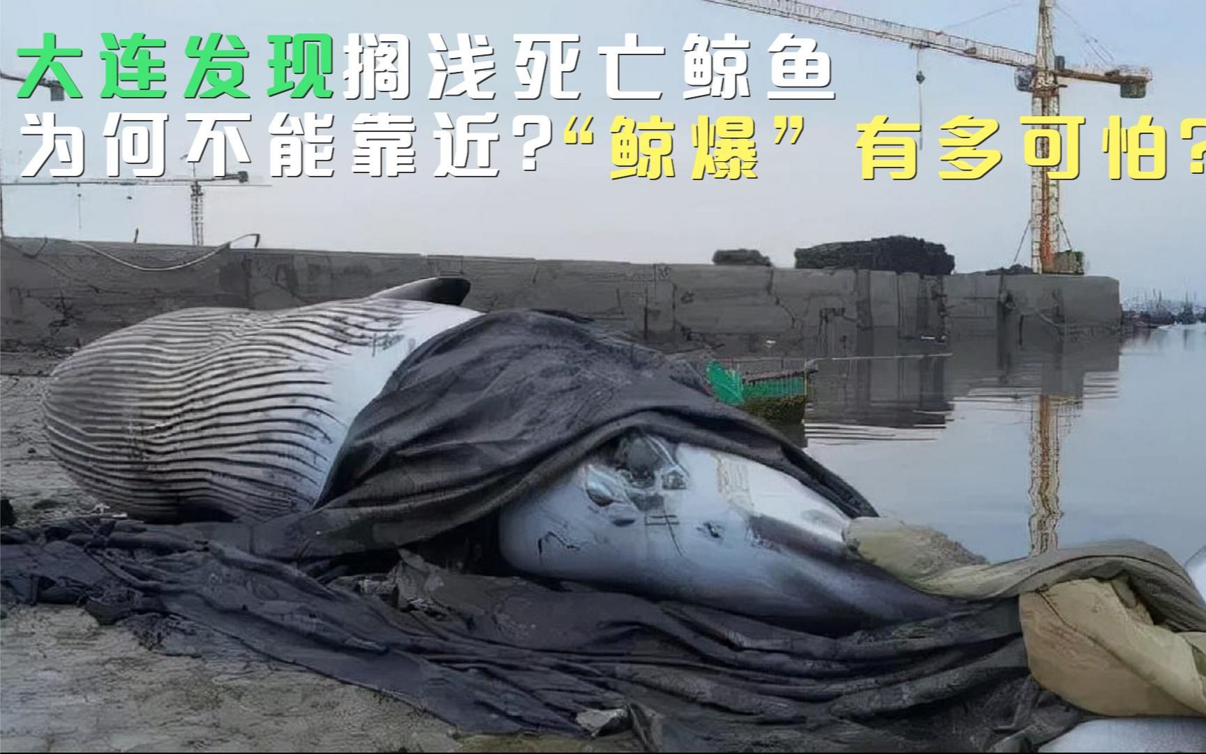 活动作品大连发现搁浅鲸鱼死亡鲸鱼为何不能靠近鲸爆有多可怕