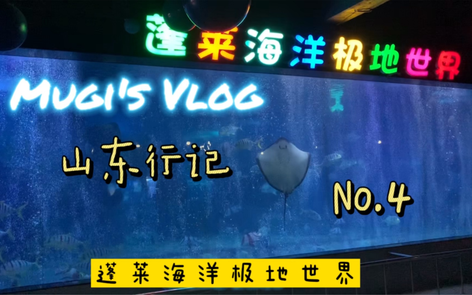 【山东行记】烟台蓬莱海洋极地世界 旅行vlog 超亲人的海洋生物哔哩哔哩bilibili