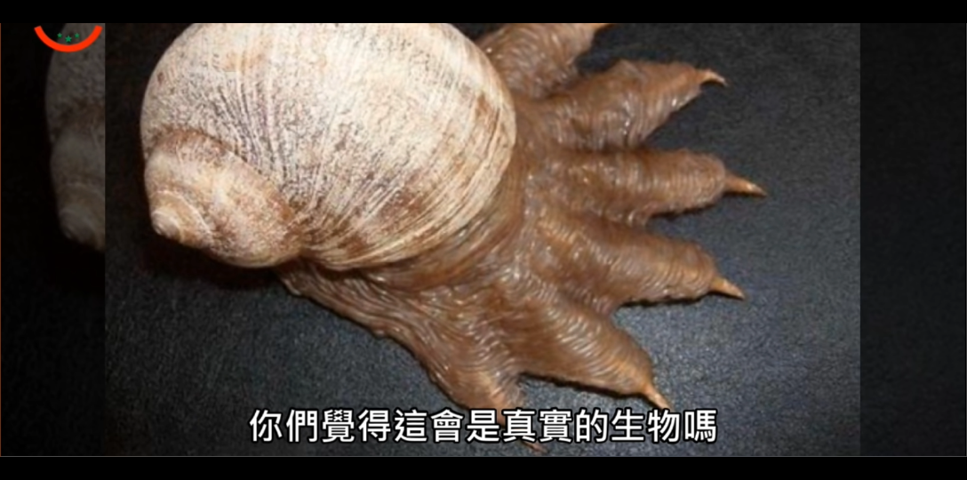 活动作品蜗牛中的奇行种