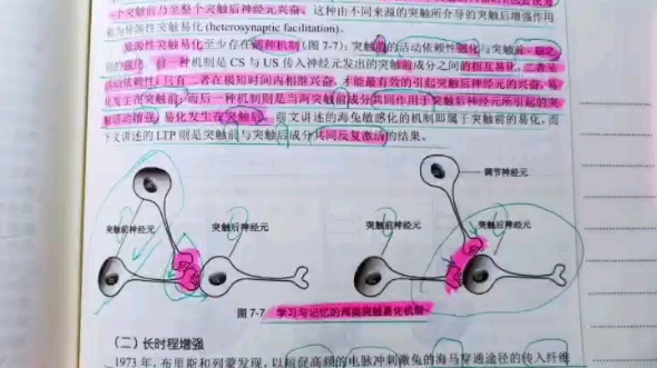 短时记忆主要与脑内神经回路的生物电反应振荡有关,而常识记忆则涉及脑内神经回路的结构与功能的变化.等势原理适宜程度与皮质损伤的范围成正比,...