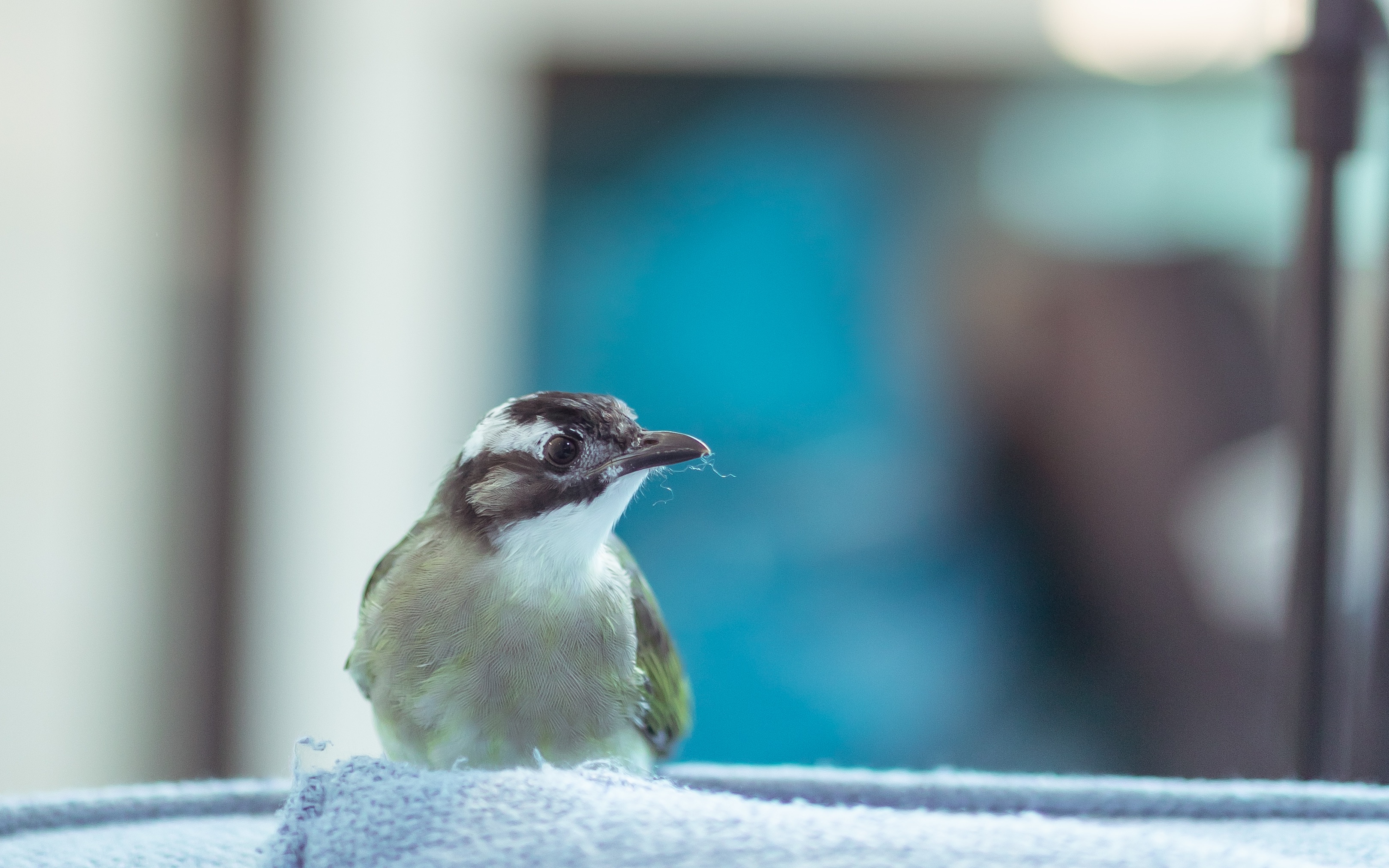 救助的一只小白头翁长大咯_哔哩哔哩 (゜-゜)つロ 干杯~-bilibili