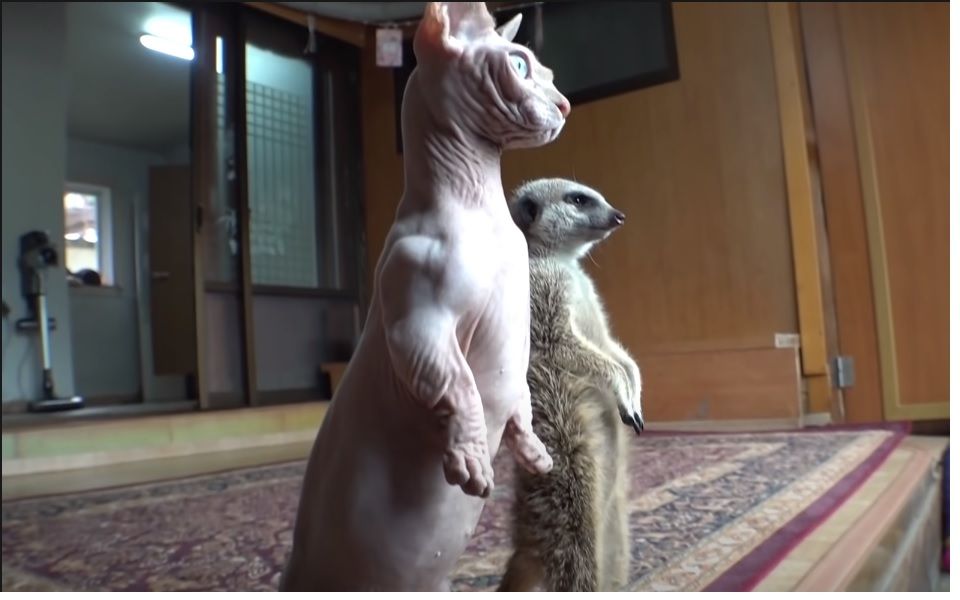 Meerkat 南非狐獴哔哩哔哩bilibili