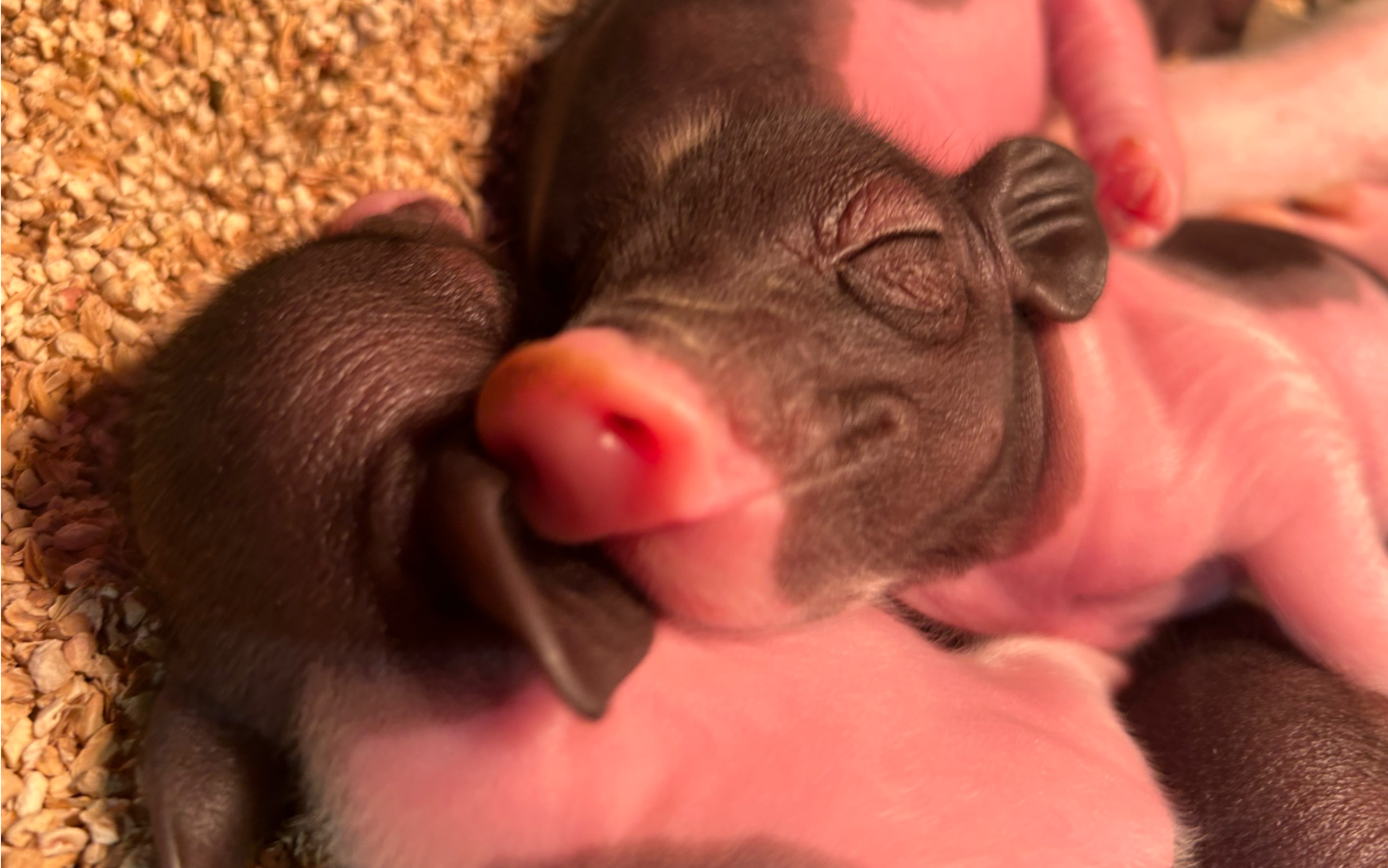 小香猪刚出生的图片图片