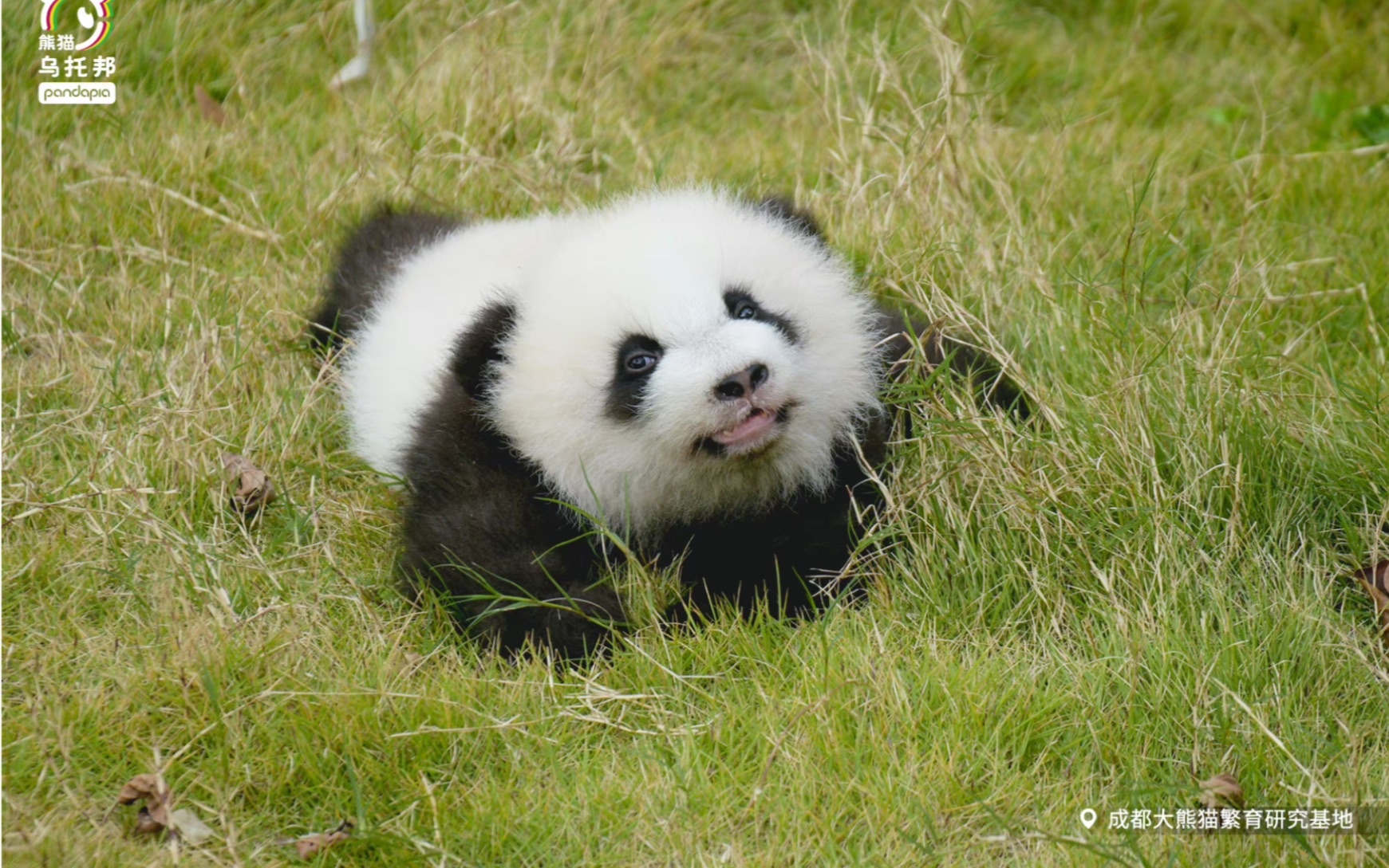 这是什么趴趴熊