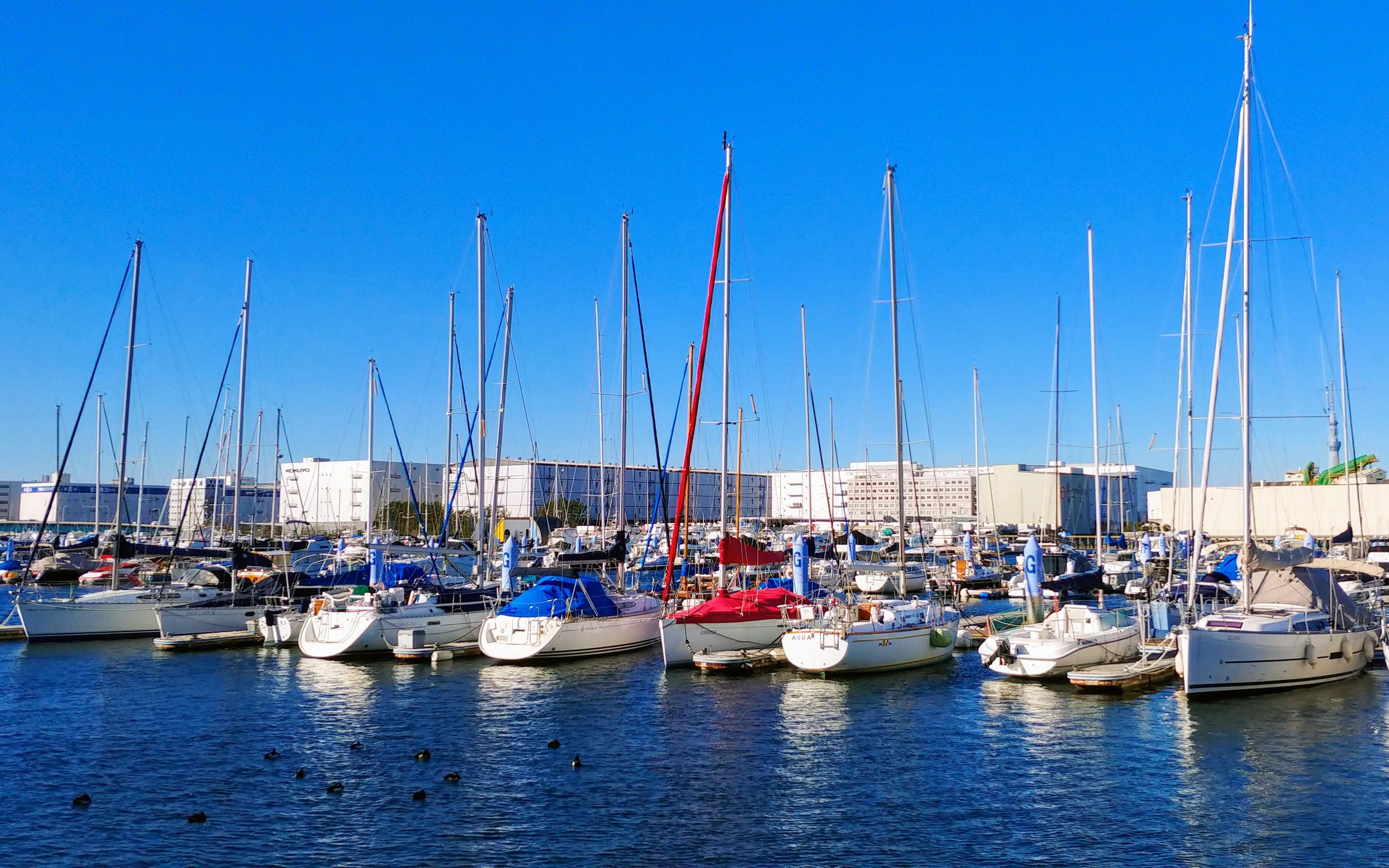 marine blue with yellow bike (东京 梦の岛マリーナ)_哔哩哔哩_bili