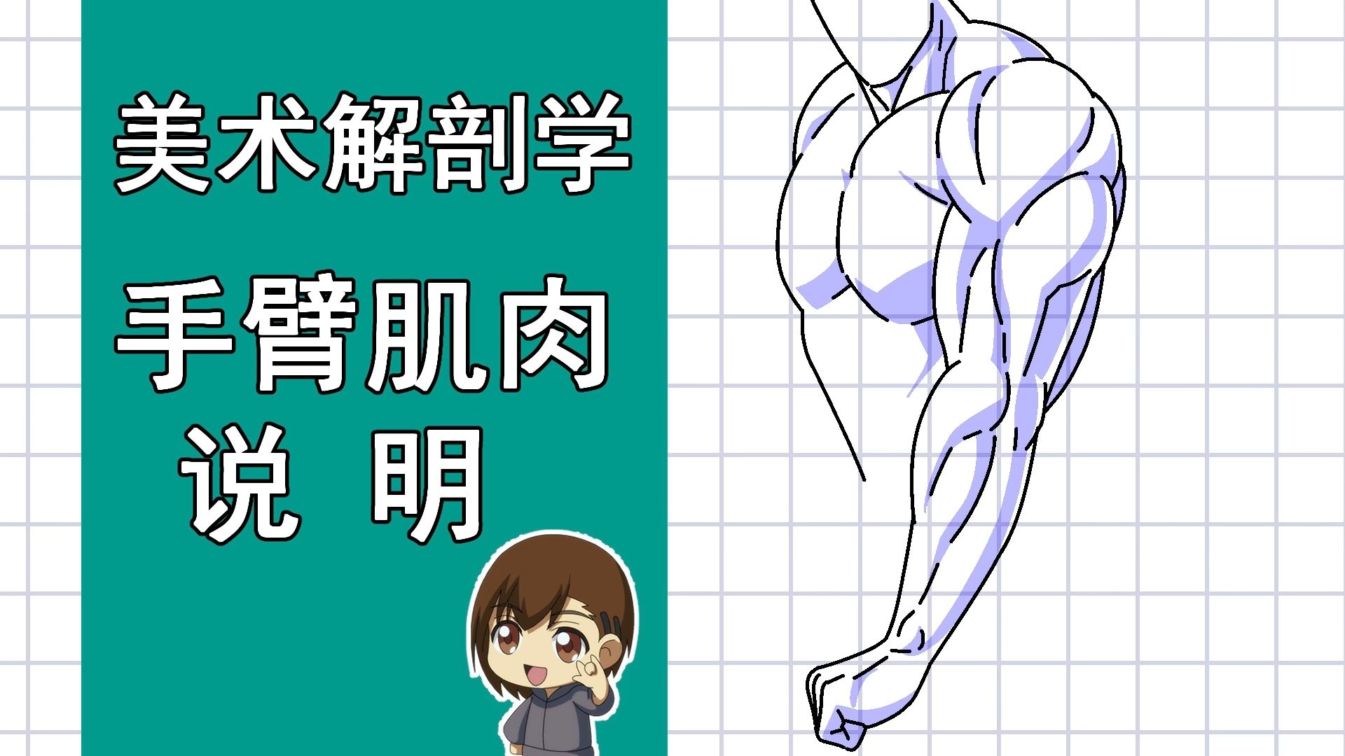 美术解剖学-69-手臂肌肉说明