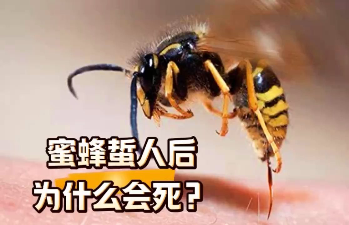 蜜蜂蜇人后为什么会死去知识为什么在线