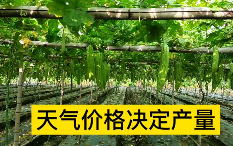 广东苦瓜价格虽然腰斩,天气却好,产量丰高