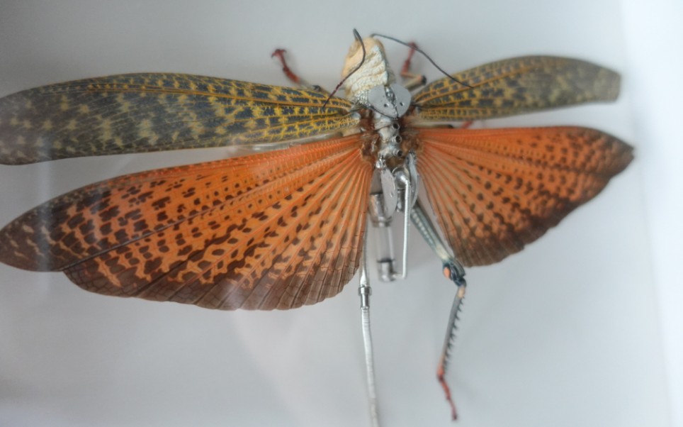 蒸汽朋克昆虫(橙斑翅巨蝗)_哔哩哔哩_bilibili