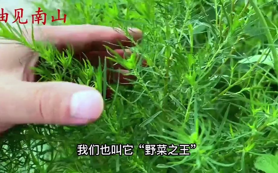 【植物科普】扫帚苗又叫“地肤子”,没想到它的价值这么好?哔哩哔哩bilibili