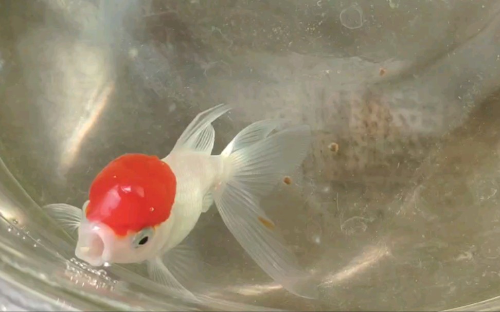 【金鱼红帽子第九十六天】天冷了,还挺活跃