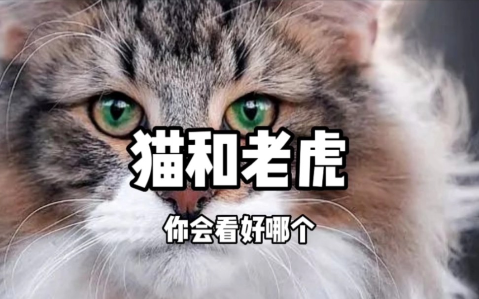 [图]如果猫和老虎一样大，你更看好哪一个？