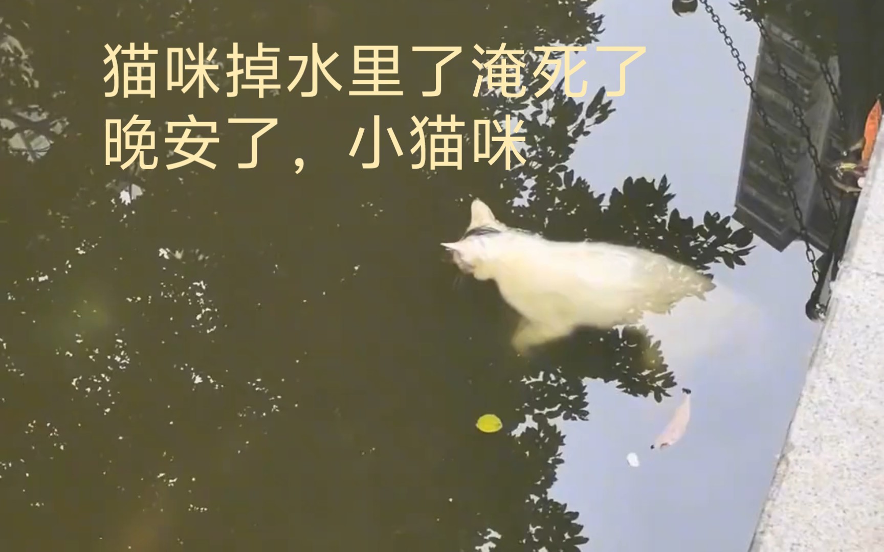 [图]小猫咪不慎掉入水池中淹死