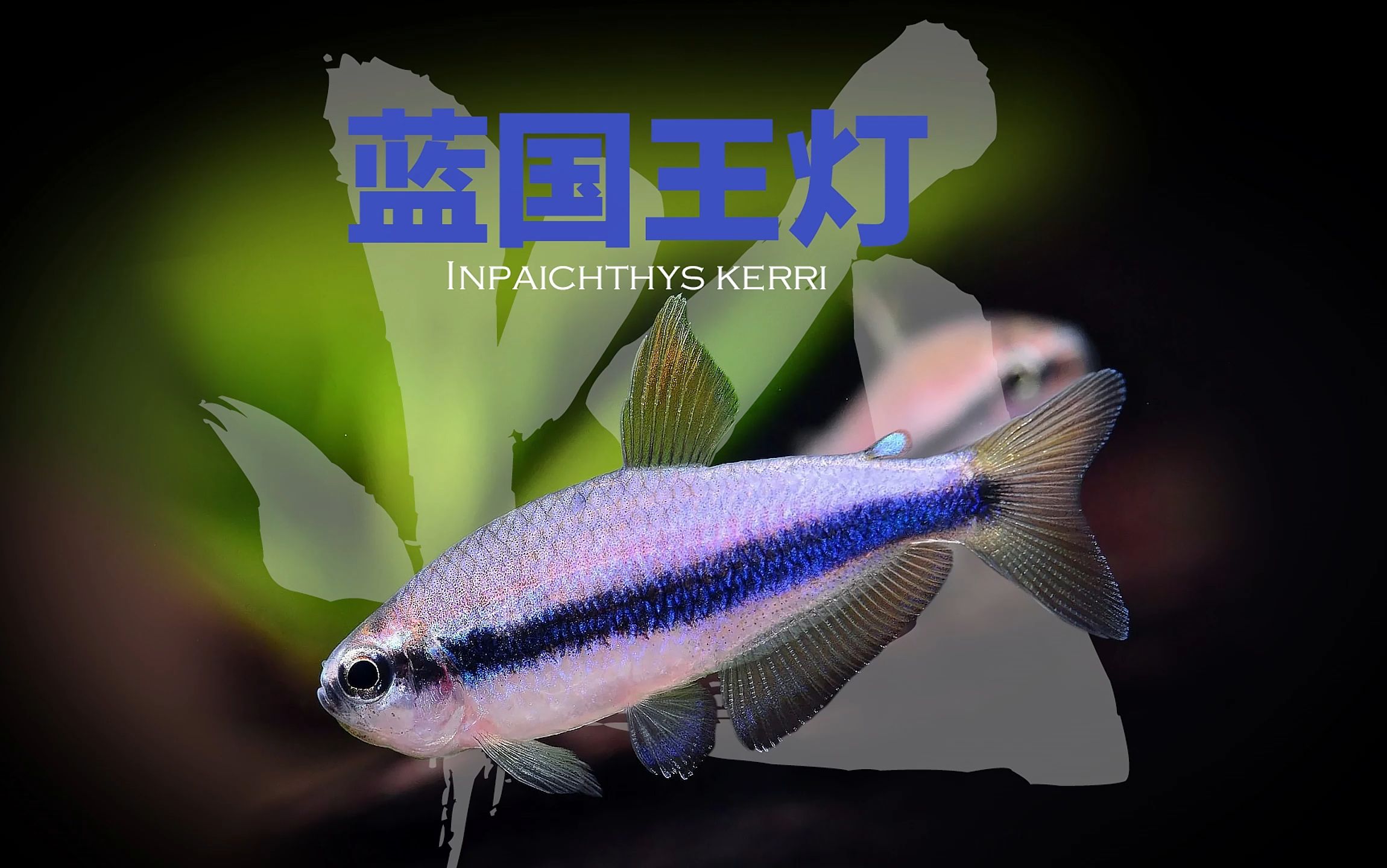 蓝国王灯Inpaichthys kerri哔哩哔哩bilibili