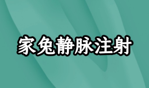 家兔的静脉注射哔哩哔哩bilibili