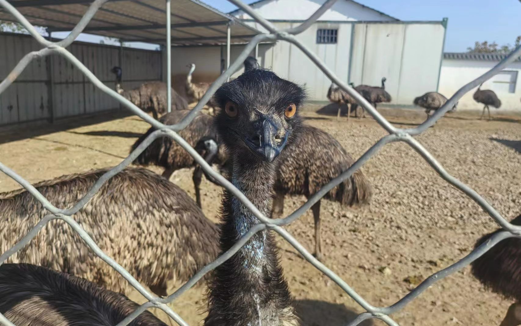 在某养殖场观赏鸸鹋,可以说是中生代非鸟类恐龙平替.