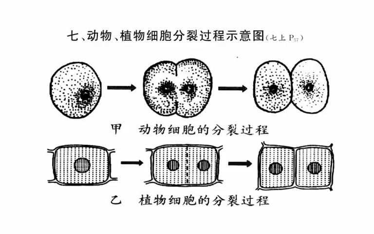 7.动物、植物细胞分裂过程示意图哔哩哔哩bilibili