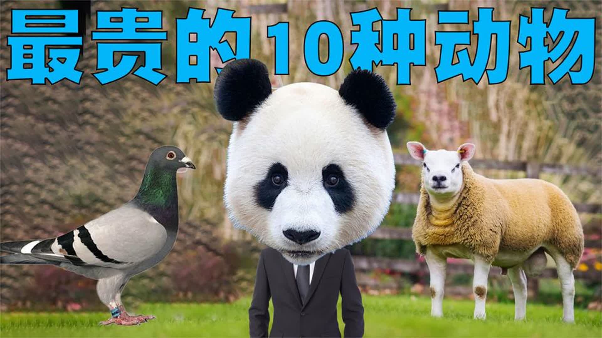 全世界最贵的10种动物排行榜,第一名动物可以在鹤岗买3000套房子