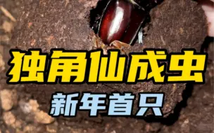 Download Video: 2024年国内第一只独角仙成虫它来了#甲虫 #独角仙 #昆虫 #奇妙的动物