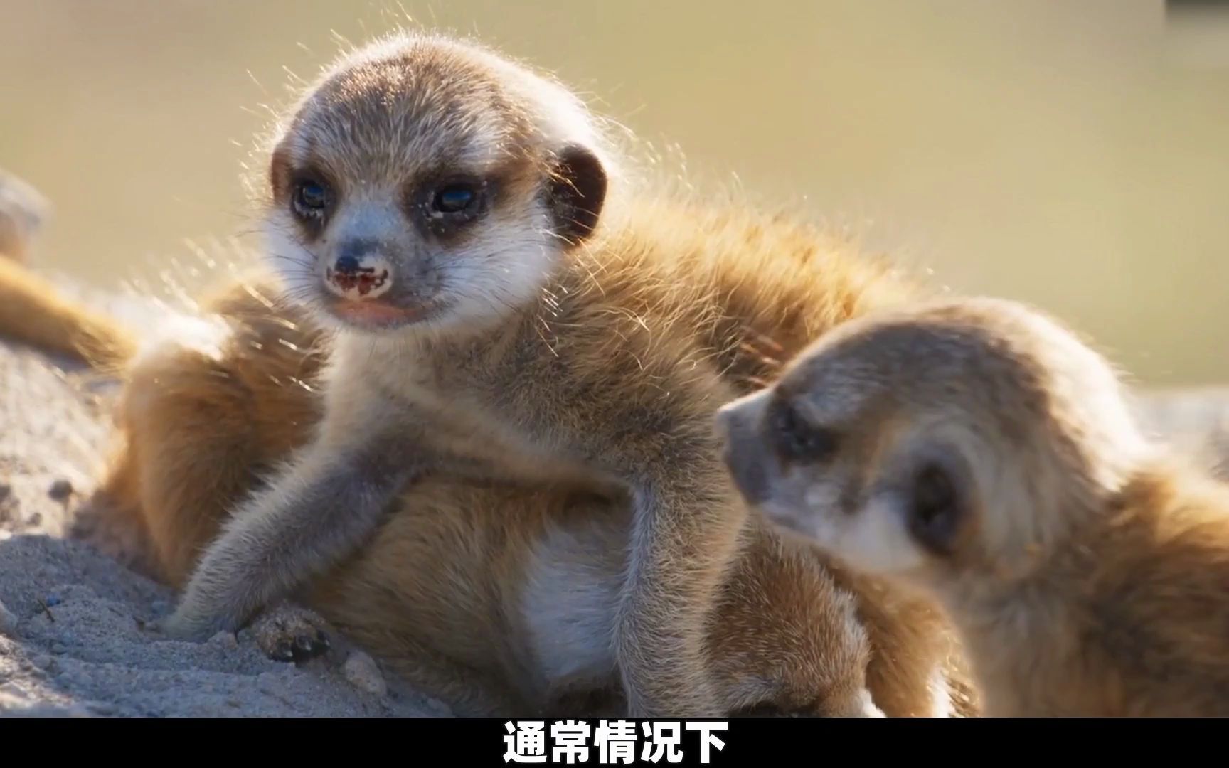 狐獴竟然是吃毒物长大的,打起架来连眼镜蛇都不怕,纪录片_哔哩哔哩