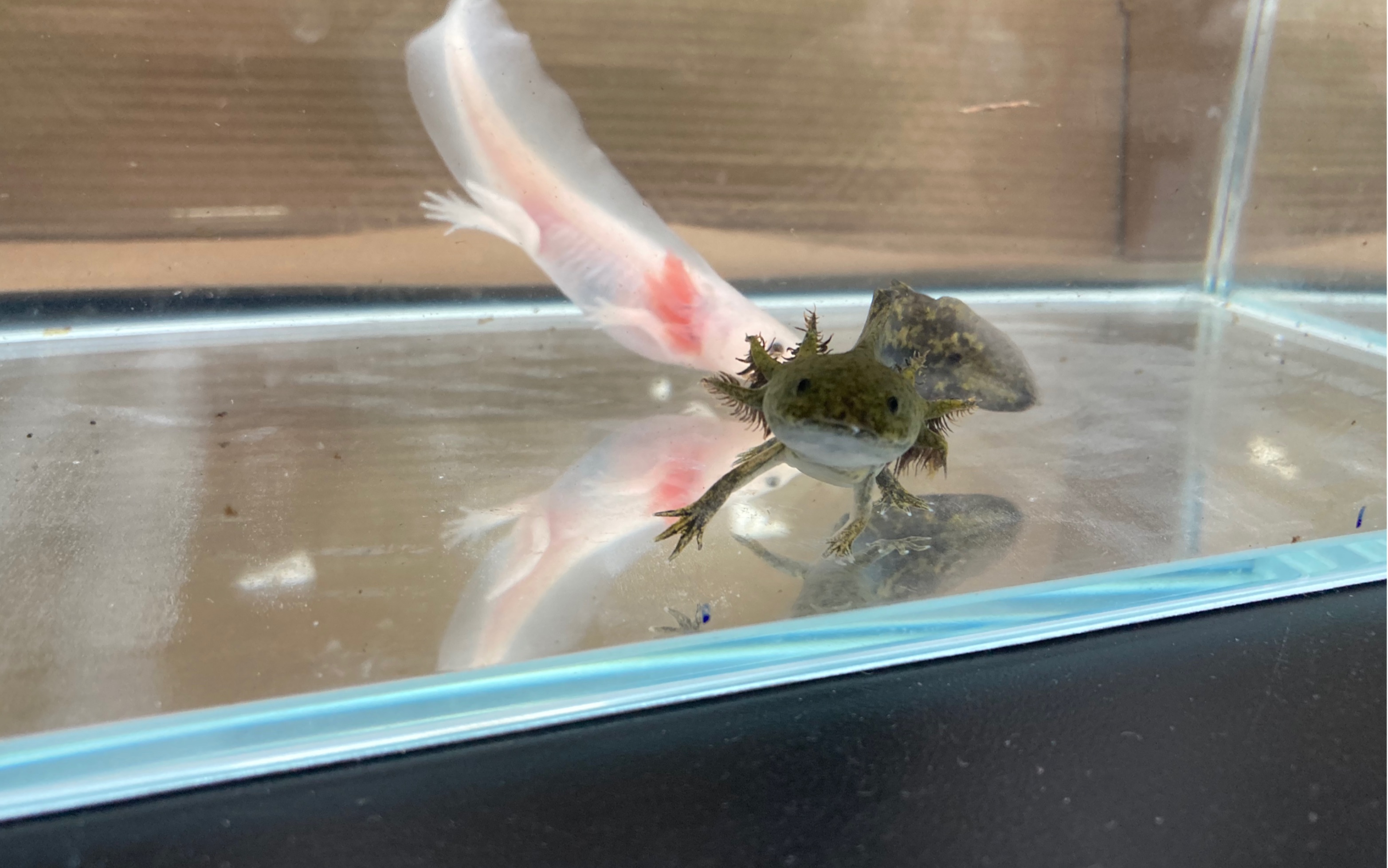 一只六角恐龙前来拉屎