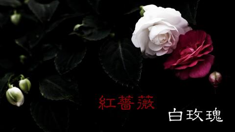 红蔷薇 白玫瑰 原创mv 唯美 哥特忧伤 哔哩哔哩