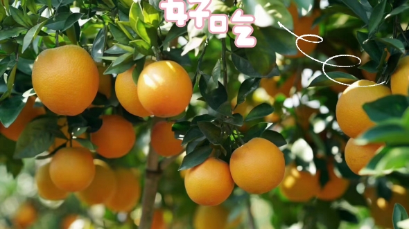 哪里的脐橙好吃?
