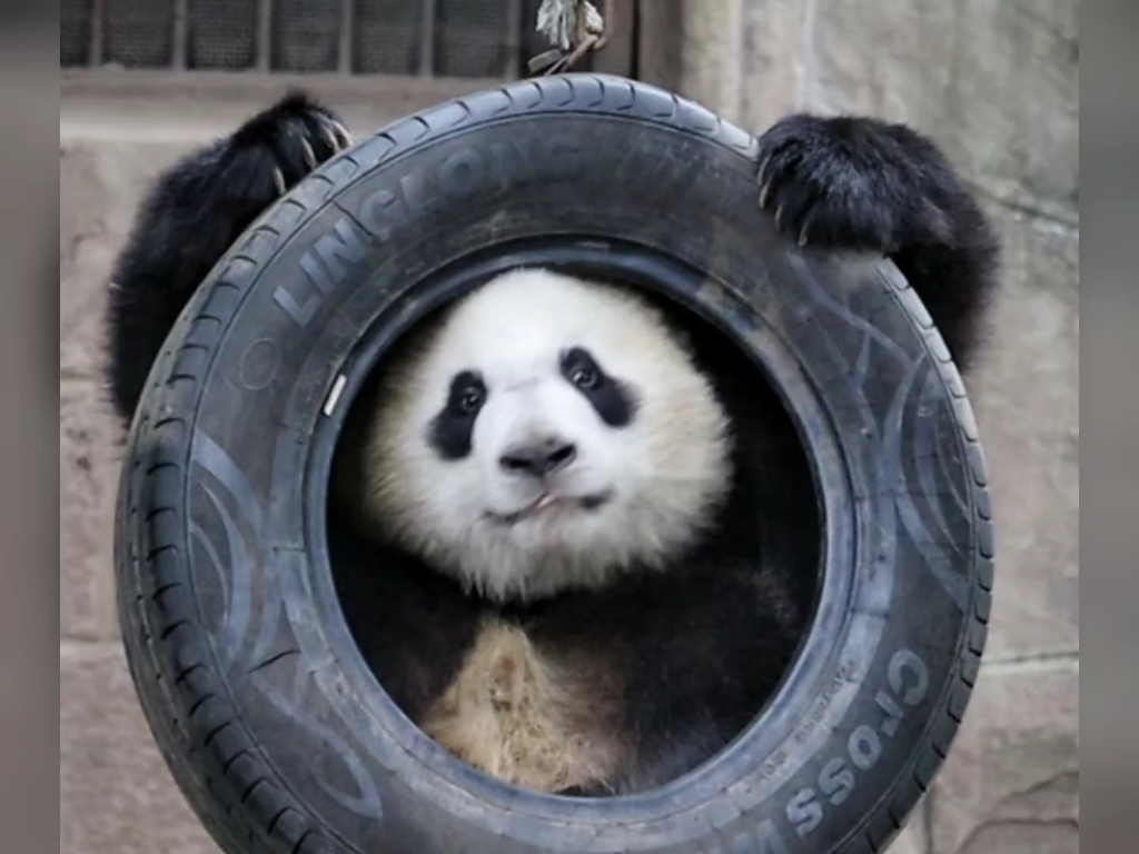 分享近期在网络上收集到的可爱胖达